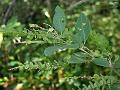 Showy Desmodium